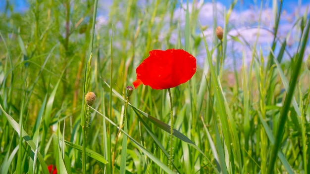 Wildflowerpapaver, tegen de blauwe hemel