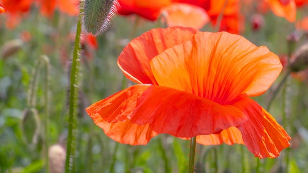 Wildflowerpapaver, tegen de blauwe hemel