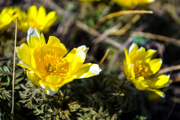 Wildflowers adonis spring the first flowers of spring the beginning of a new life the concept of a b...