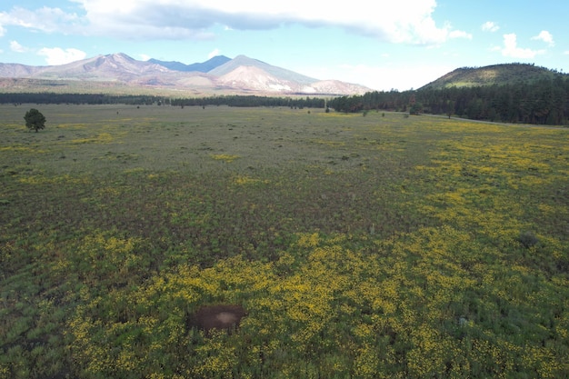 Wildflowers around Flagstaff Arizona