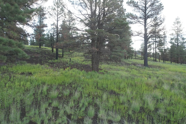 Wildflowers around Flagstaff Arizona