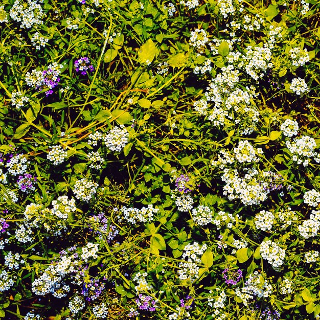 Wildflowers Background Minimal style