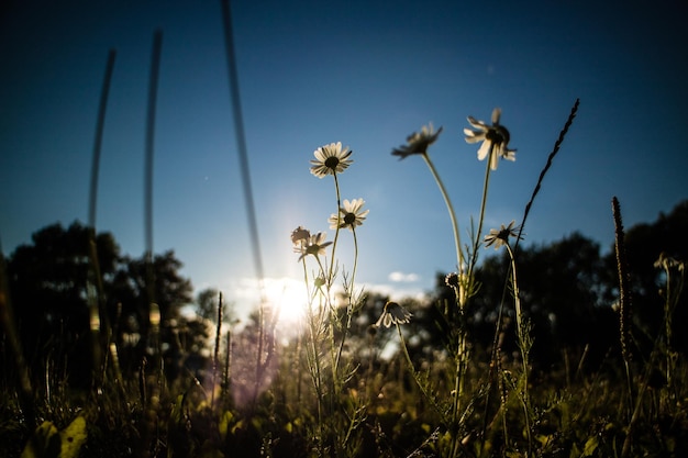 wildflowers blooming on field against sky