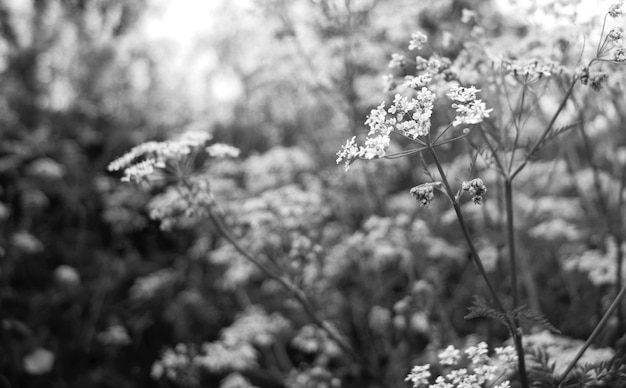 Wildflowers blooming outdoors