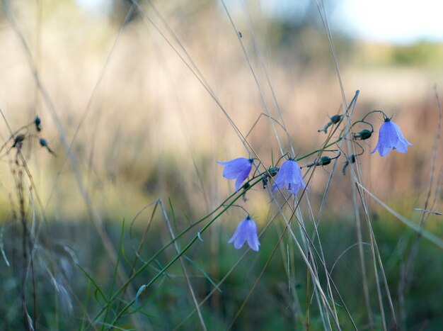 写真 フィールドの野花ブルーベル