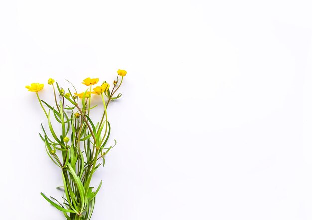 Wildflowers bouquet on white background Flat lay top view Ranunculus acris plants