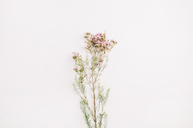 Wildflowers branch on white background. Flat lay, top view