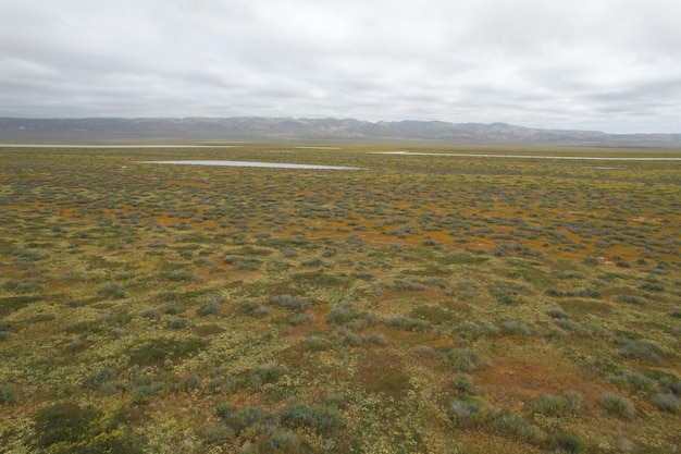 Carrizo Plain National Monument와 Soda 호수의 야생화