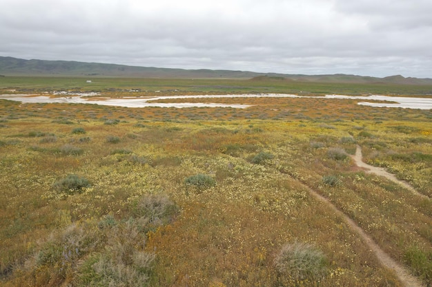 Carrizo Plain National Monument와 Soda 호수의 야생화