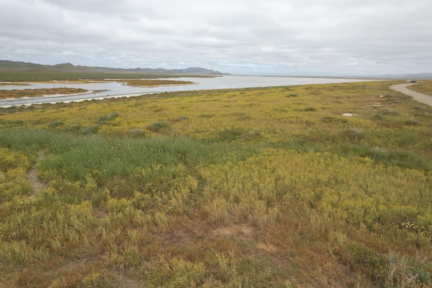 Carrizo Plain National Monument와 Soda 호수의 야생화