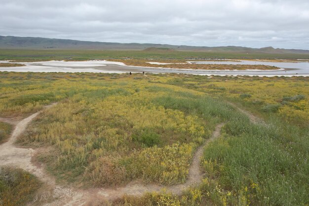 Carrizo Plain National Monument와 Soda 호수의 야생화