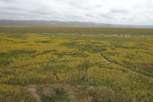 Carrizo Plain National Monument와 Soda 호수의 야생화