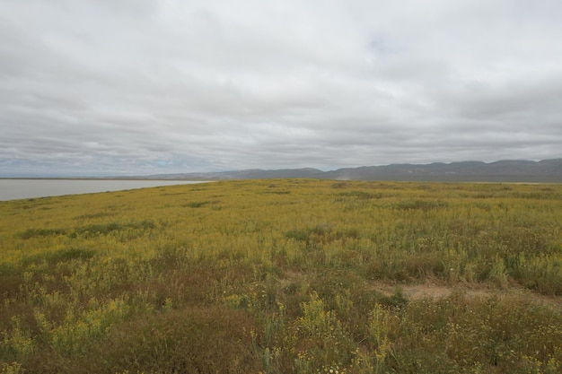 Carrizo Plain National Monument와 Soda 호수의 야생화