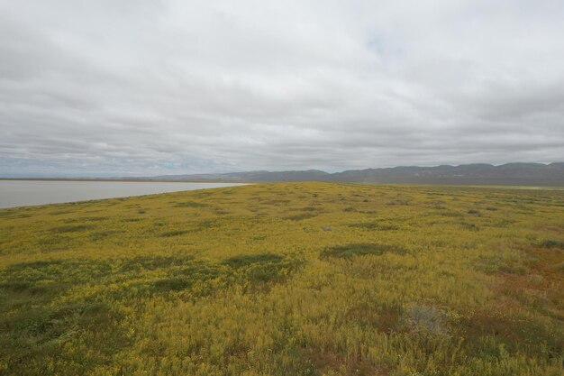 Carrizo Plain National Monument와 Soda 호수의 야생화