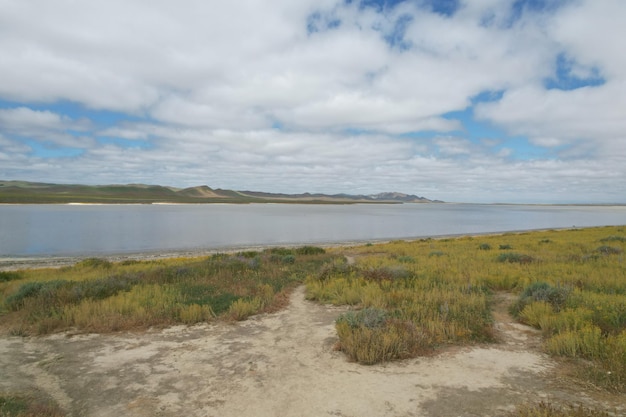 Carrizo Plain National Monument와 Soda 호수의 야생화