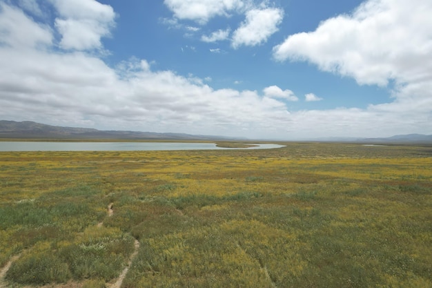 Carrizo Plain National Monument와 Soda 호수의 야생화