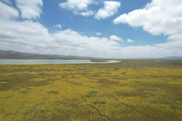 Carrizo Plain National Monument와 Soda 호수의 야생화