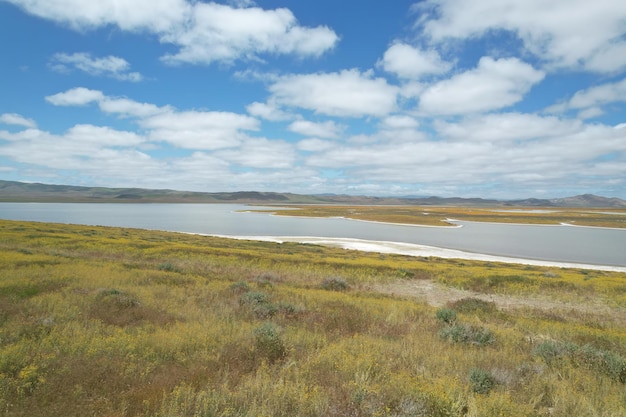 Carrizo Plain National Monument와 Soda 호수의 야생화