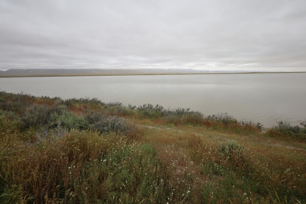 Carrizo Plain National Monument와 Soda 호수의 야생화