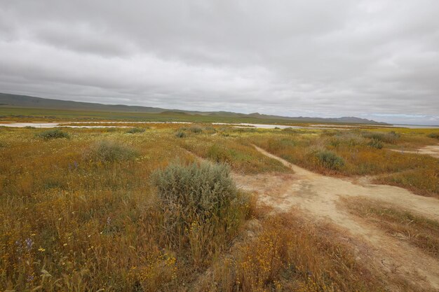 Carrizo Plain National Monument와 Soda 호수의 야생화