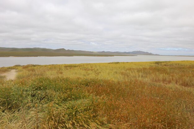 Carrizo Plain National Monument와 Soda 호수의 야생화