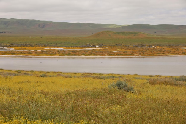 Carrizo Plain National Monument와 Soda 호수의 야생화