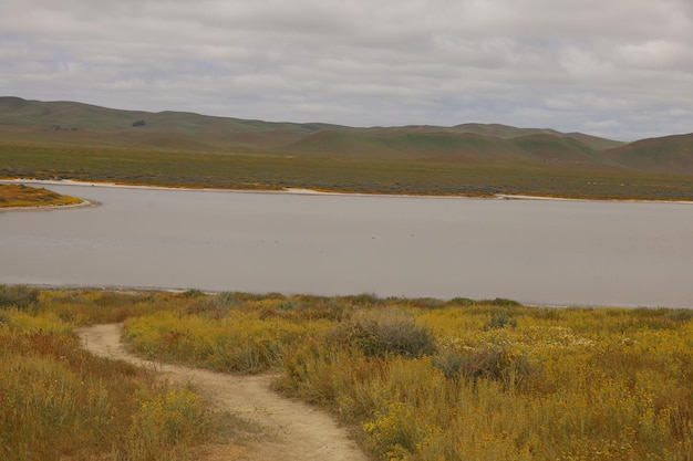 Carrizo Plain National Monument와 Soda 호수의 야생화