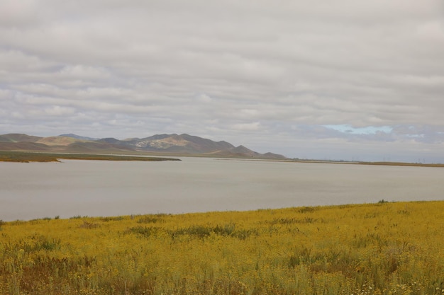 Carrizo Plain National Monument와 Soda 호수의 야생화