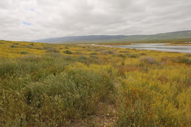 Carrizo Plain National Monument와 Soda 호수의 야생화