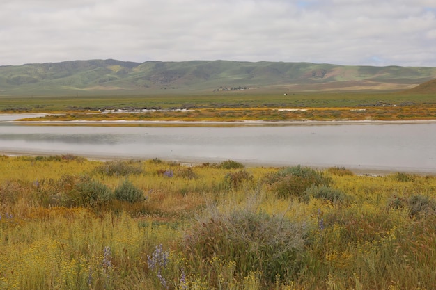 Carrizo Plain National Monument와 Soda 호수의 야생화