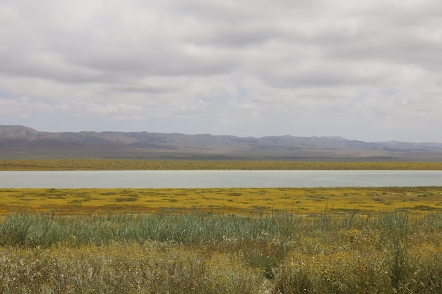 Carrizo Plain National Monument와 Soda 호수의 야생화