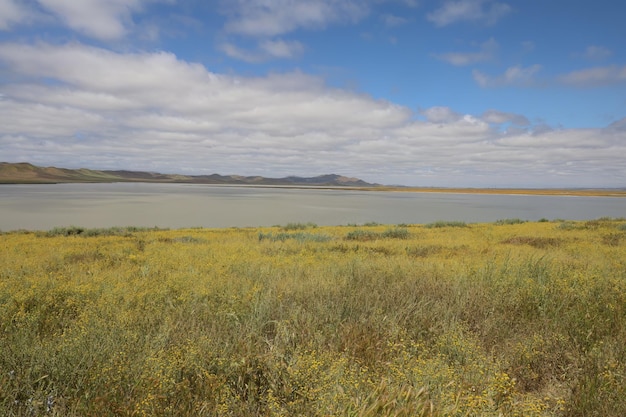 Carrizo Plain National Monument와 Soda 호수의 야생화