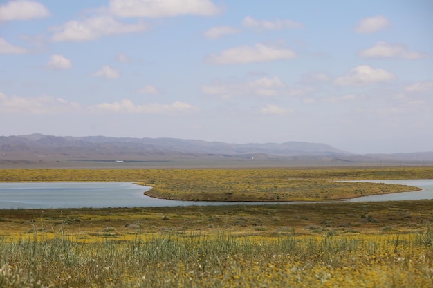 Carrizo Plain National Monument와 Soda 호수의 야생화