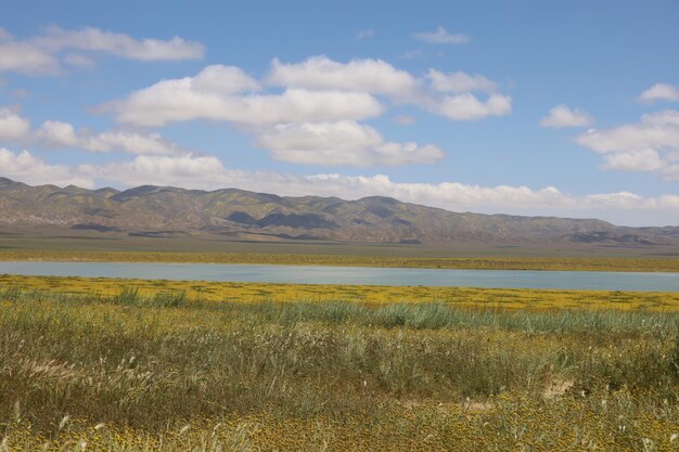 Полевые цветы у Национального памятника равнины Карризо и озера Сода