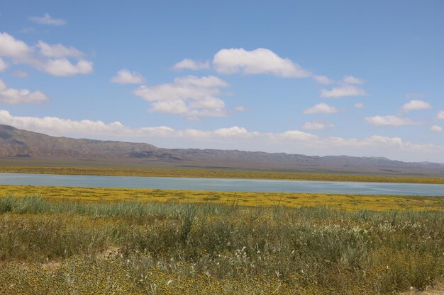 Carrizo Plain National Monument와 Soda 호수의 야생화