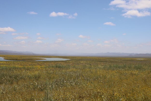 Carrizo Plain National Monument와 Soda 호수의 야생화