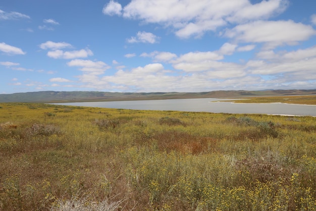 Carrizo Plain National Monument와 Soda 호수의 야생화