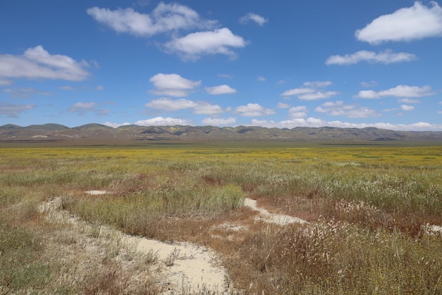 Carrizo Plain National Monument와 Soda 호수의 야생화