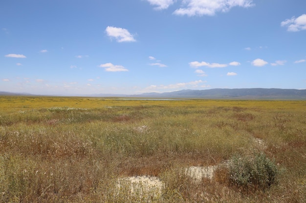 Wildflowers at Carrizo Plain National Monument and Soda lake