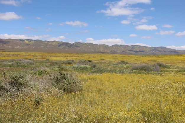 Carrizo Plain National Monument와 Soda 호수의 야생화