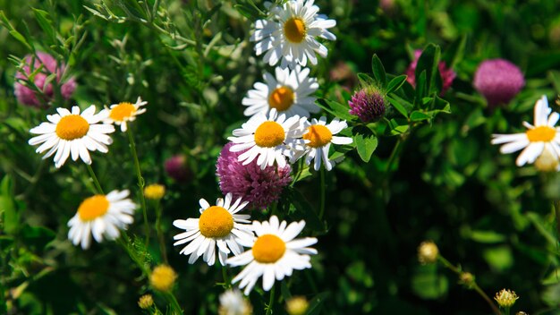 Wildflowers chamomile and clover