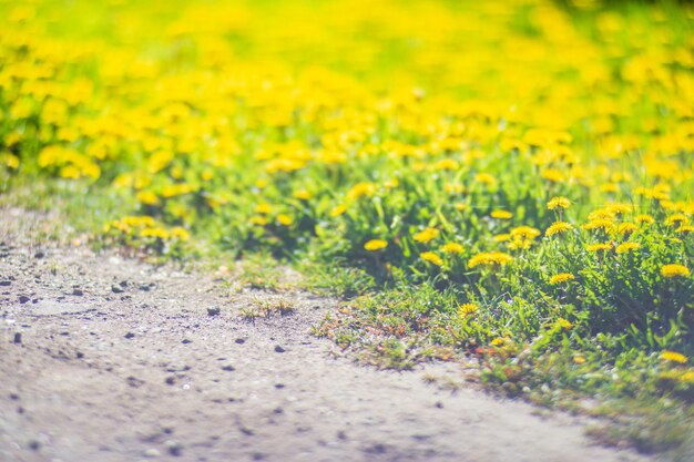 Foto primo piano di fiori selvatici in una giornata di sole in estate bellissimo paesaggio rurale naturale con sfondo sfocato per design e progetti a tema naturale