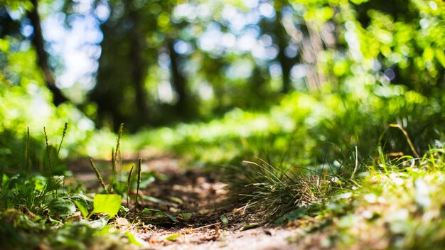 夏の牧草地の晴れた日の野花のクローズアップぼやけた背景と美しい自然の田園風景