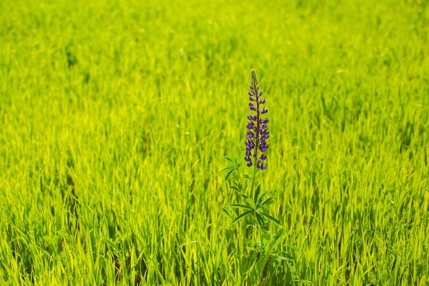 Wildflowers closeup in sunny day in summer meadow beautiful natural rural landscape with blurry background for naturethemed design and projects