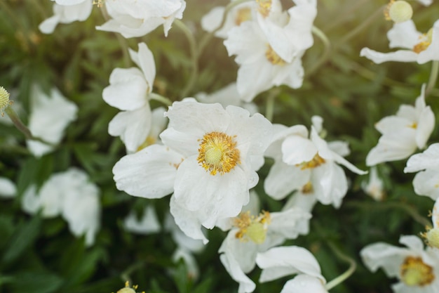 日光の下で野の花。