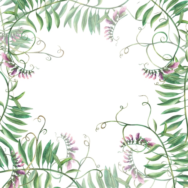 wildflowers floral frame climbing plant with pink flowers buds and green curly leaves watercolour