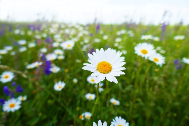 Wildflowers.Flower veld met madeliefjes en lila klokken.