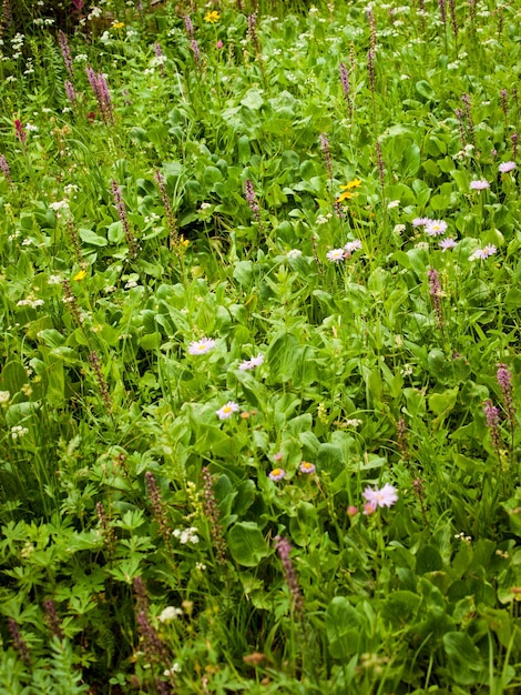 Wildflowers on forest floor in Colorado mountains.