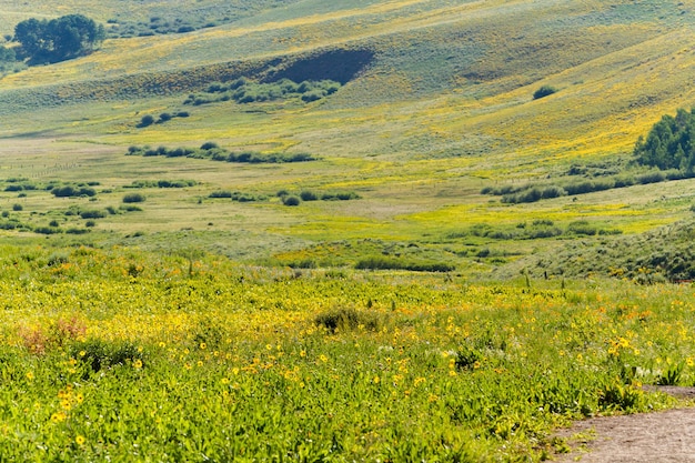 Wildflowers in a full bloom in Crested Butte, Colorado.