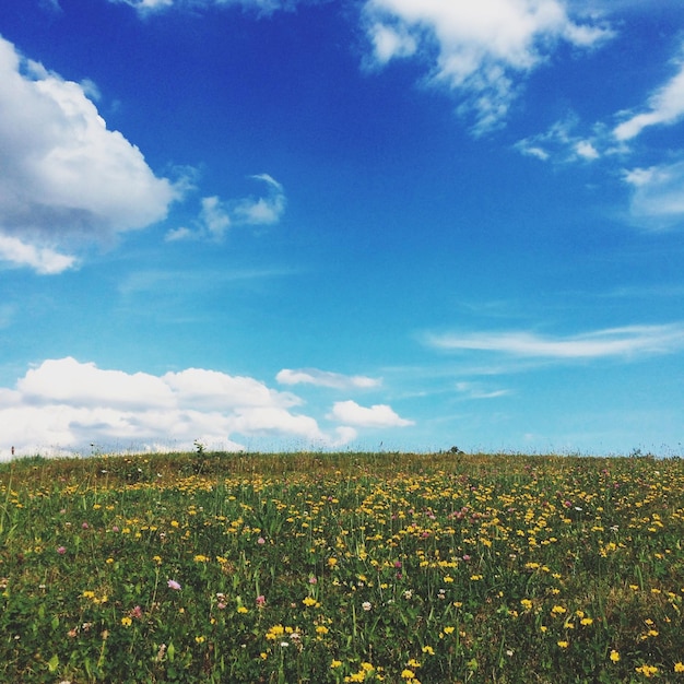 空の向こうで畑で育つ野花